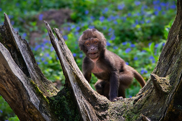 Gelada (Theropithecus gelada)