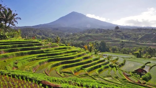 scenic view rice terraces bali indonesia scenic view with volcano in background