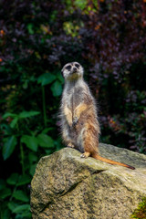 Meerkats (Suricata suricatta)