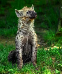Foto op Aluminium Gevlekte hyena (Crocuta crocuta) © Hladik99