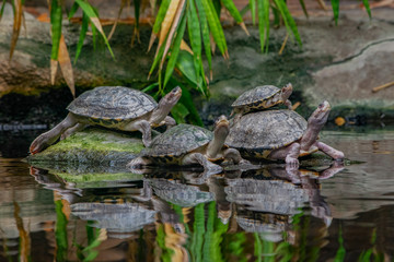 Fototapeta na wymiar Brown roofed turtle (Pangshura smithii)