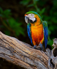 Blue-and-yellow macaw (Ara ararauna)