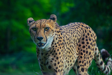 Naklejka na ściany i meble Cheetah (Acinonyx jubatus)