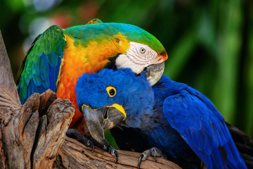 Harlequin macaw and hyacinth macaw