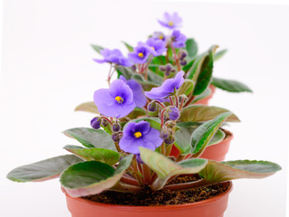  Saintpaulia in a pot.