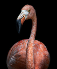 American Flamingo (Phoenicopterus ruber)