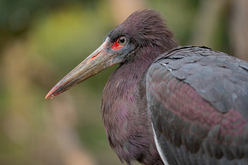 Abdim's stork (Ciconia abdimii)