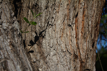 Beige Bunk tree