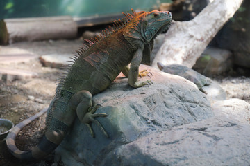 iguana on rock