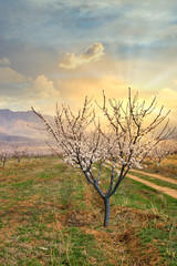 Apricot farm during sping season against Vayk mountain range, Vayots Dzor Province, Armenia