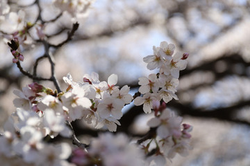 cherry blossom in spring