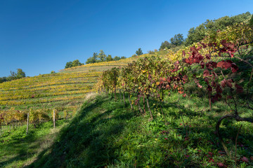Fototapeta na wymiar Vineyards in the park of Montevecchia and Curone, Italy, at fall