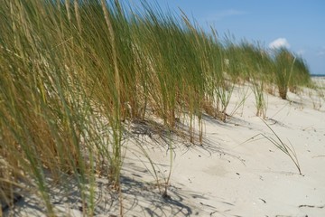 PIasek i trawa na wydmach nad morzem