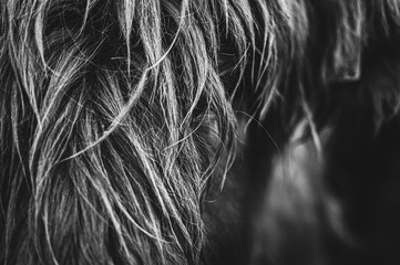 Black and white picture of Scottish Highland Cow in field looking at the camera, Ireland, England, suffolk. Hairy Scottish Yak. Brown hair, blurry background, added noise grain for artistic purpose.