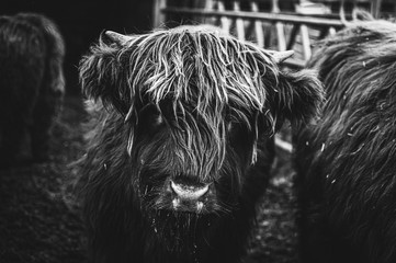 Black and white picture of Scottish Highland Cow in field looking at the camera, Ireland, England, suffolk. Hairy Scottish Yak. Brown hair, blurry background, added noise grain for artistic purpose.