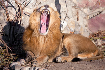 spreads its mouth wide. powerful lion male with a chic mane consecrated by the sun.