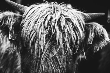 Black and white picture of Scottish Highland Cow in field looking at the camera, Ireland, England,...