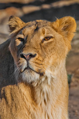 looks suspiciously. lioness female muzzle closeup