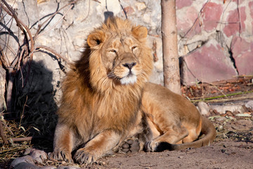 Fototapeta na wymiar stands up. powerful lion male with a chic mane consecrated by the sun.