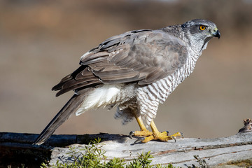 Adult wild azor, Accipiter gentilis, Leon, Spain