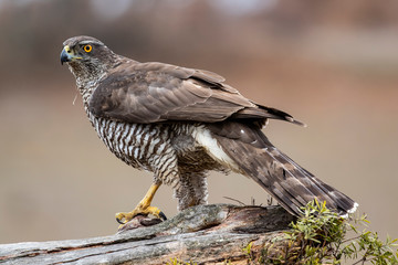 Adult wild azor, Accipiter gentilis, perched on its usual perch. Leon, Spain