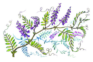 Wild bird vetch, forest plant, graphic drawing in watercolor, botanical illustration on a white background, isolated.