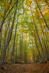 Nice beech forest in autumn in Spain, mountain Montseny