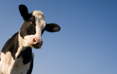Holstein cow over blue sky