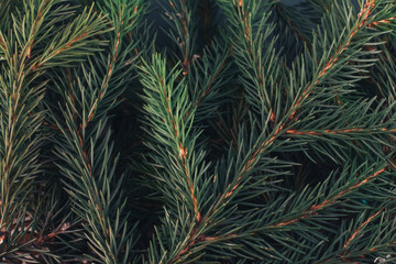 Fototapeta na wymiar Christmas background concept. Fir tree branches texture. New Year, winter holiday, plant, pine, spruce