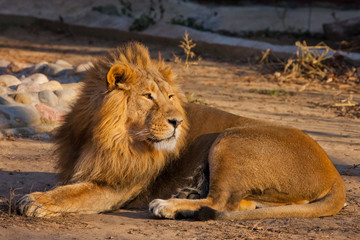 powerful handsome lion male with magnificent hair lies on the ground and looks.