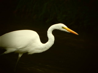 great blue heron in water