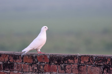 White pigeon