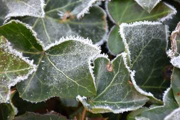 frost on ivy leaves in winter