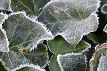 Naklejka premium frost and ice crystals on ivy leaves in winter