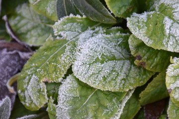frost on primrose leaves in winter