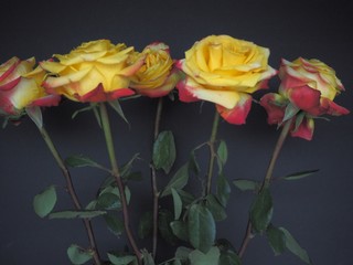 yellow roses on a black background