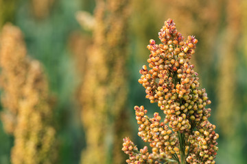 Sorghum bicolor crop in field, close up
