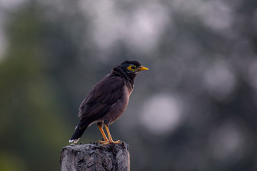 Old Myna