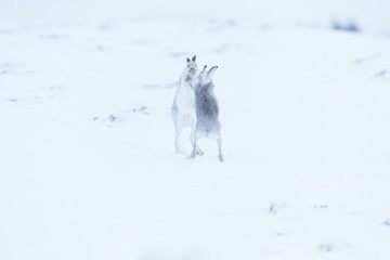 Boxing mountain hares