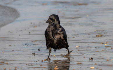 Krähe geht spazieren, Borkum Strand Wattenmeer