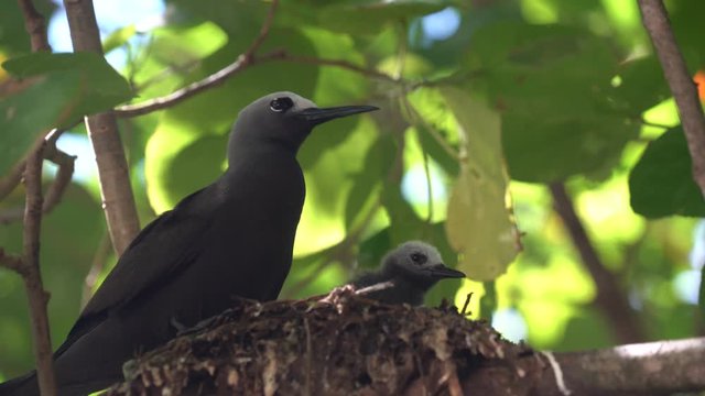 brown noddy bird cousin island seychelles on its nest