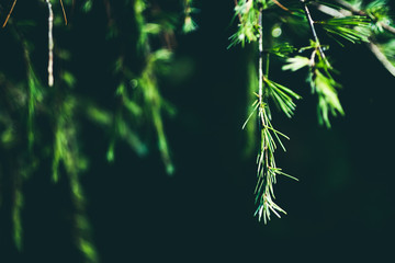 Fir twigs, foreground nature