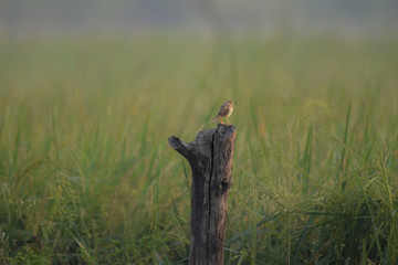 Cute Lil Bird