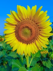 Sunflower close up. Bright yellow sunflowers. Sunflower background.