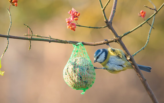 Blue tit on the fat ball