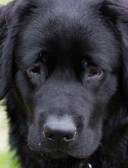 portrait de labrador male noir 