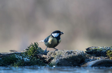 Great titmouse on the feeder a winter's day