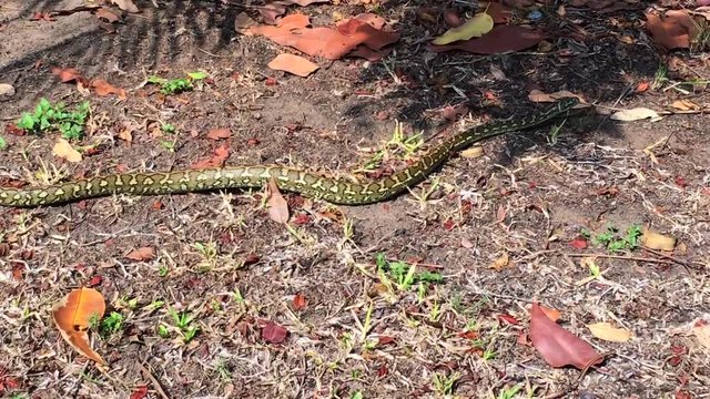 Beautifully marked juvenile Australian Carpet Python moving through dry leaves in a suburban Queensland backyard