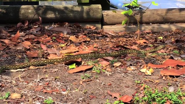 Beautifully marked juvenile Australian Carpet Python moving through dry leaves in a suburban Queensland backyard