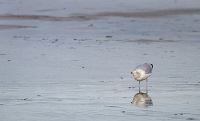 Möve beobachtet Beutesuche, Borkum Insel Nordsee Tiere